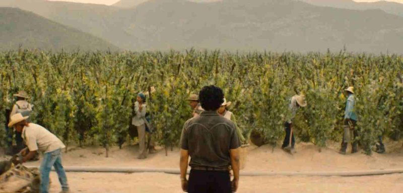 camarena golpea a los narcos