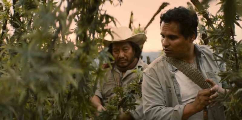 kiki se infiltra en una de las plantaciones